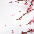 Spring Fresh: Revitalize Your Look with These Seasonal Makeup Tips