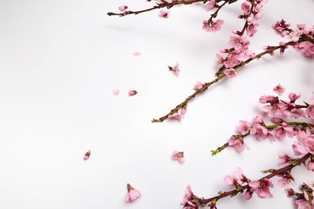Spring Fresh: Revitalize Your Look with These Seasonal Makeup Tips
